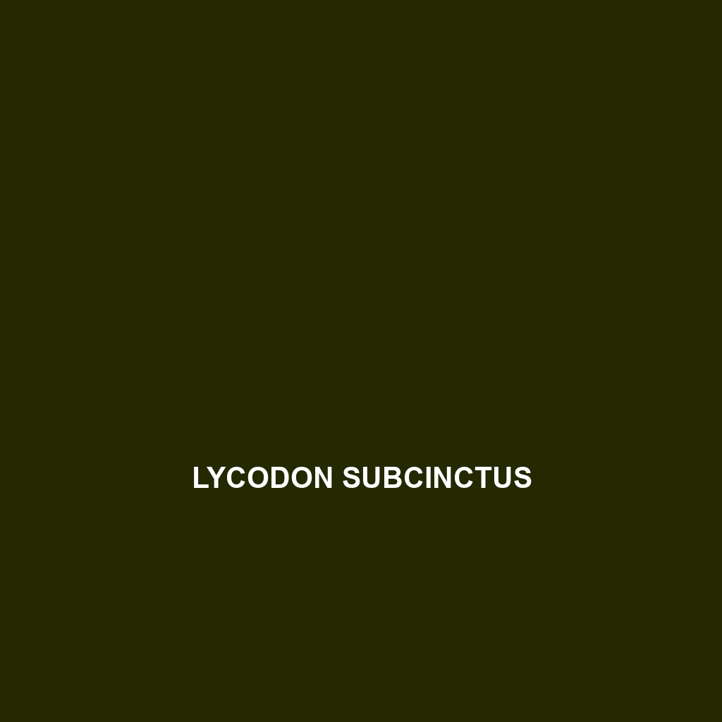 Lycodon subcinctus