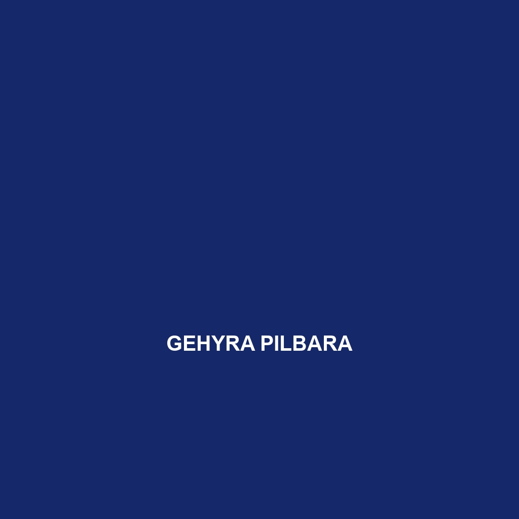 Gehyra pilbara