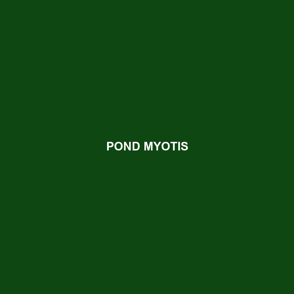 Pond Myotis