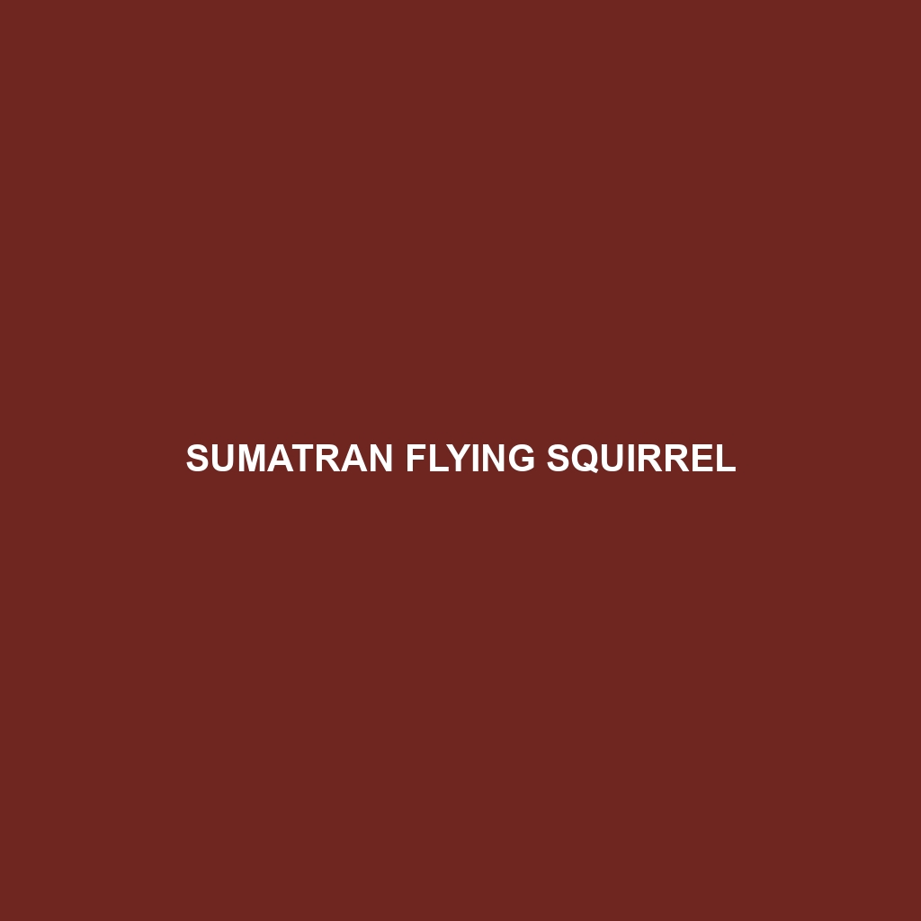 Sumatran Flying Squirrel