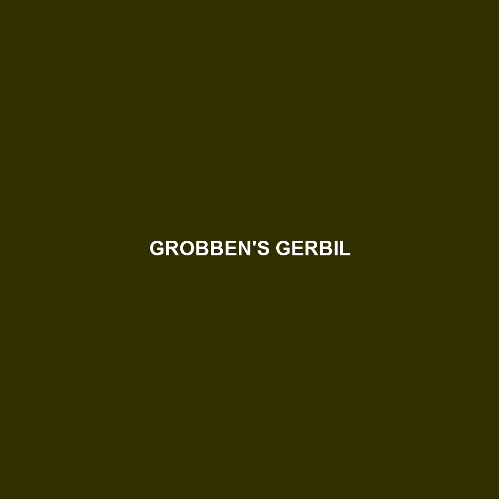 Grobben's Gerbil