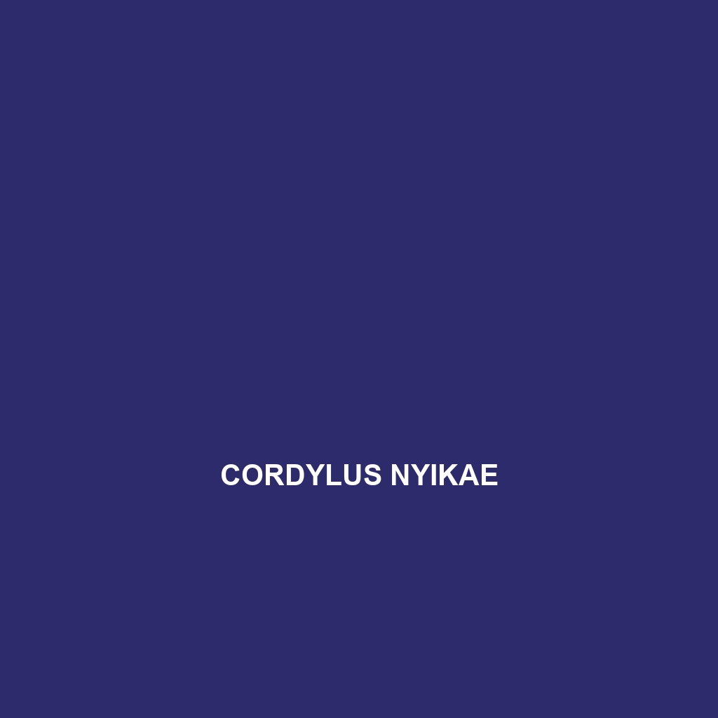 Cordylus minor