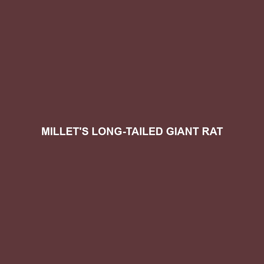 Millet's Long-tailed Giant Rat