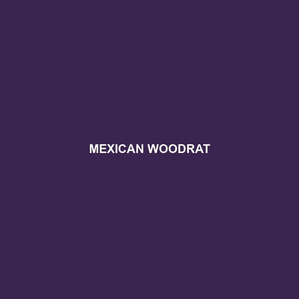 Mexican Woodrat