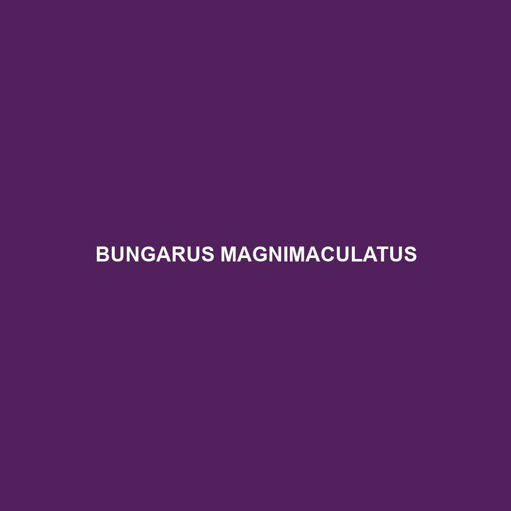 Bungarus magnimaculatus