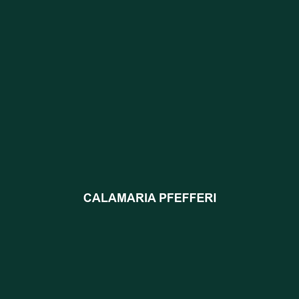 Calamaria pfefferi