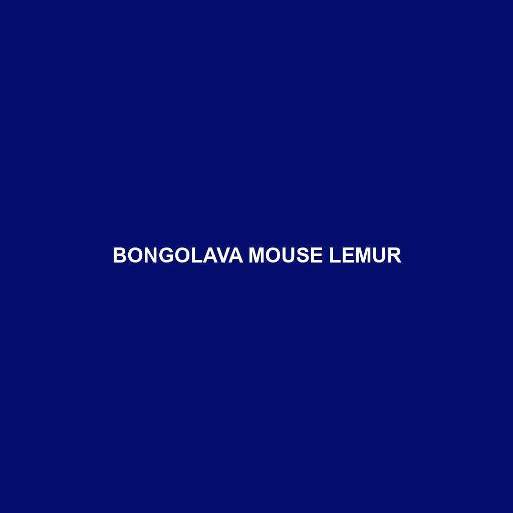 Bongolava Mouse Lemur