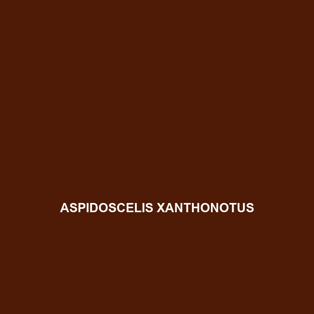 Aspidoscelis xanthonotus