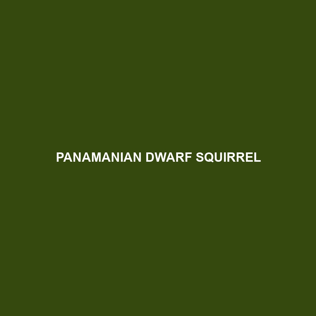 Panamanian Dwarf Squirrel