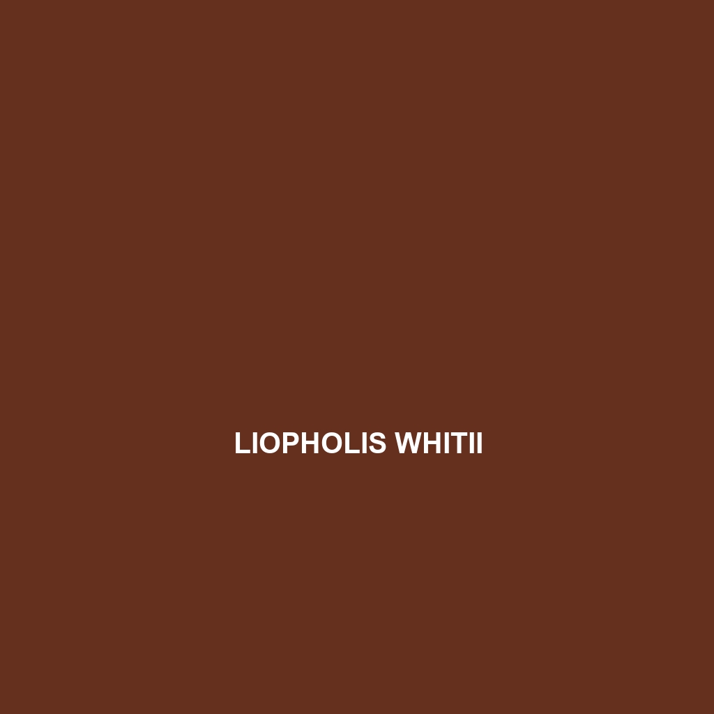 Liopholis whitii