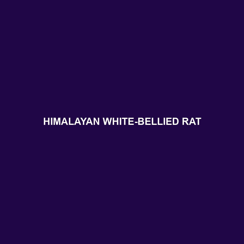 Himalayan White-bellied Rat