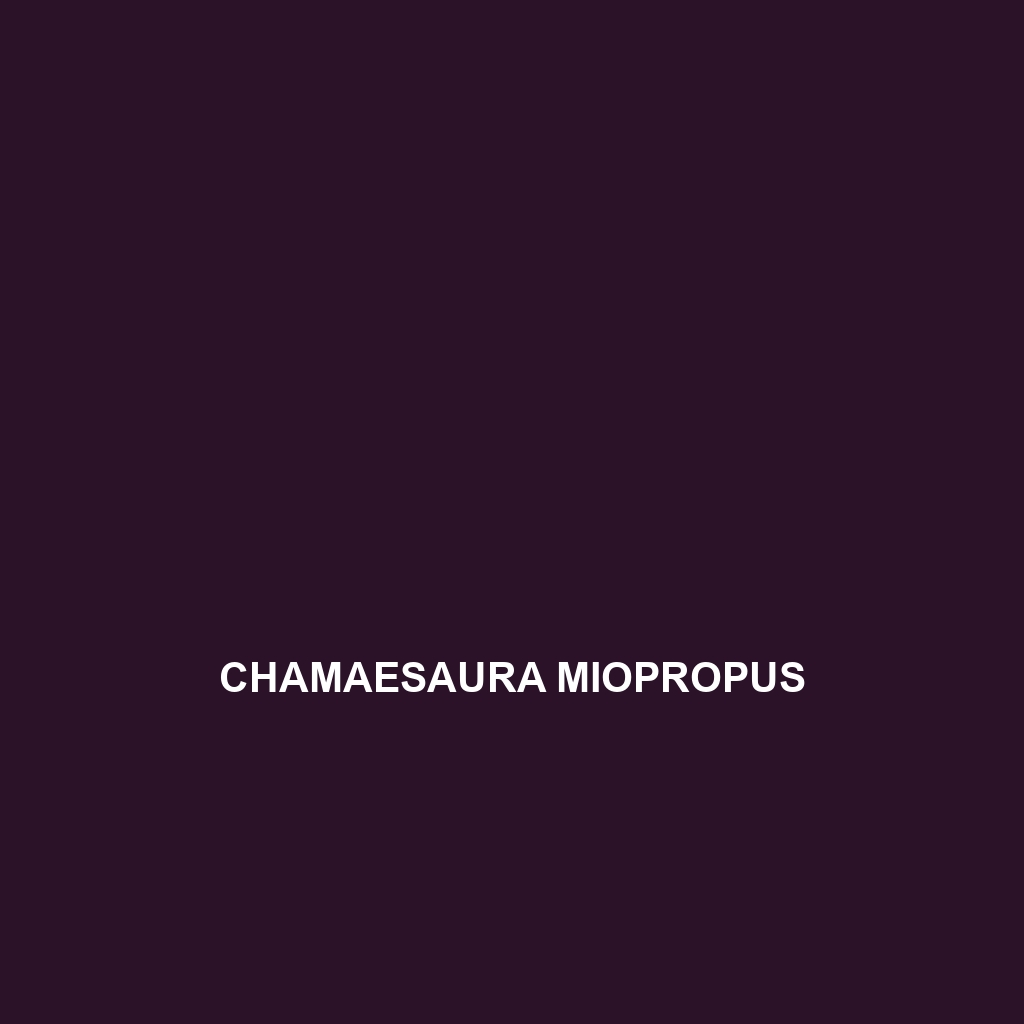 Chamaesaura miopropus