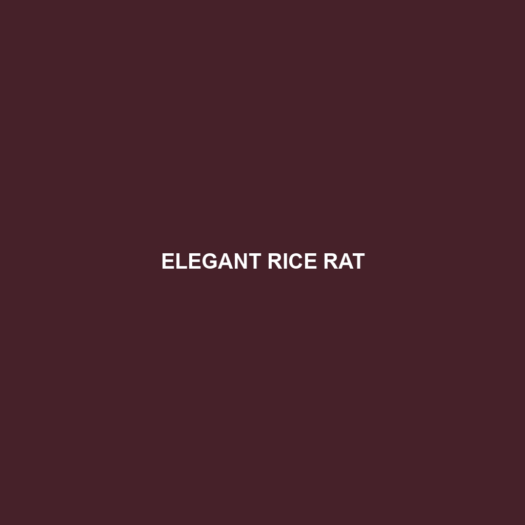 Elegant Rice Rat