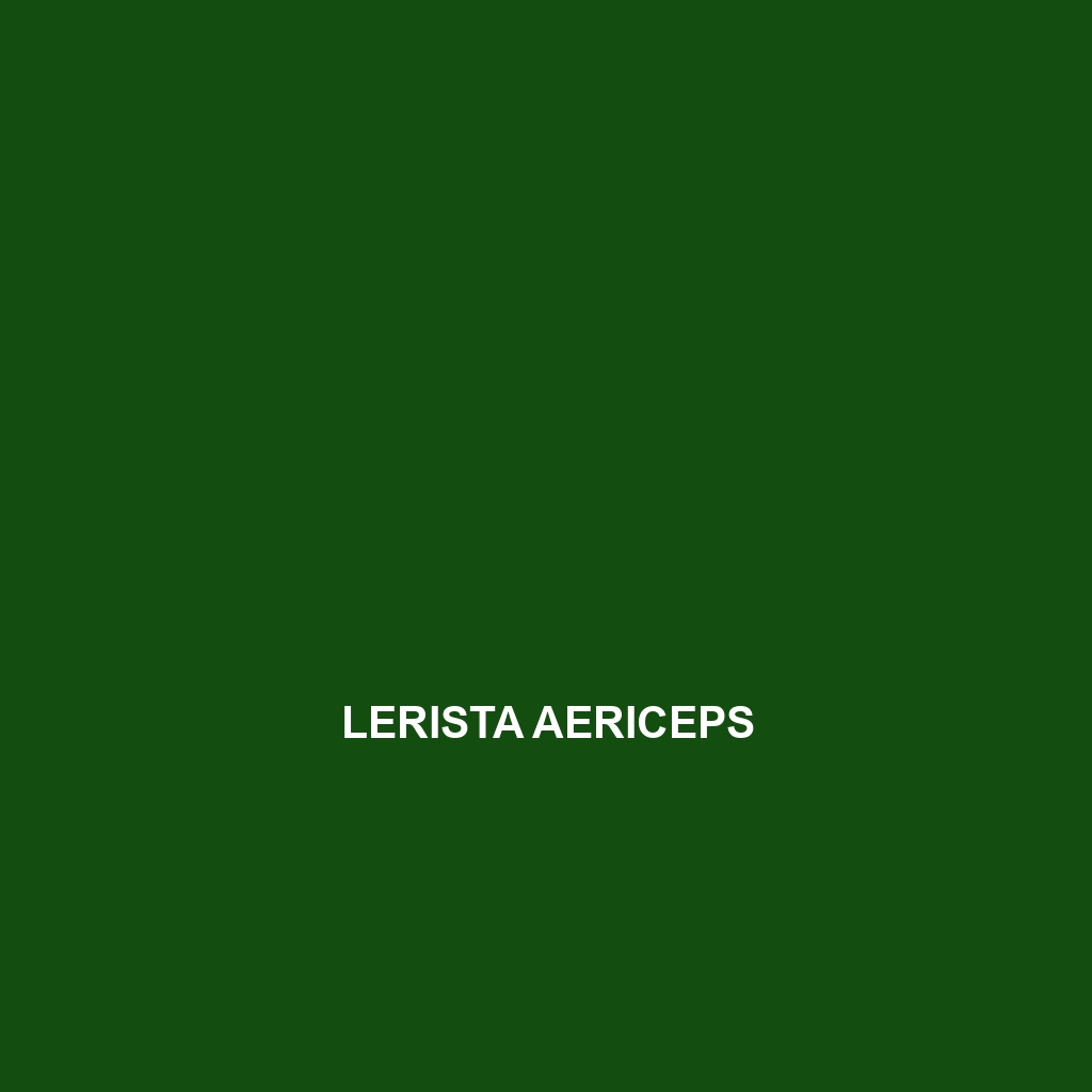 Lerista aericeps