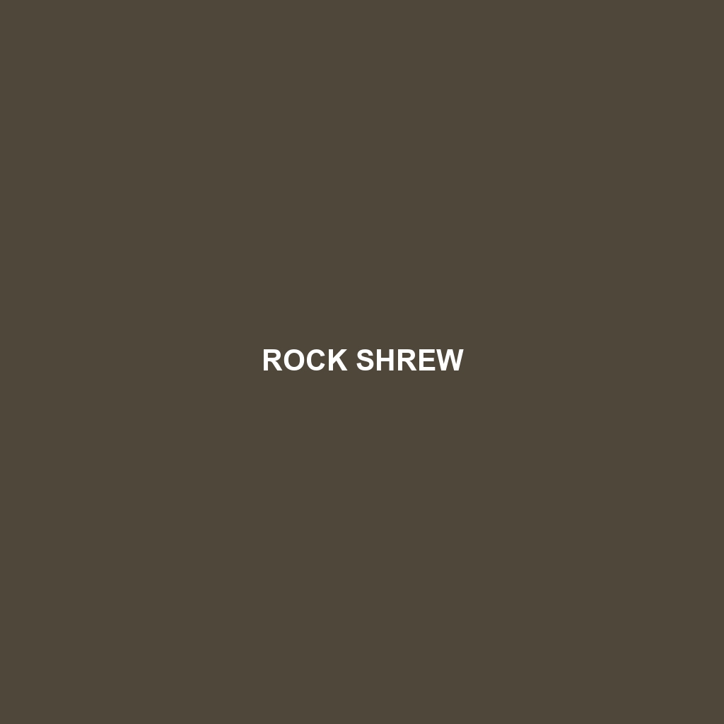 Rock Shrew