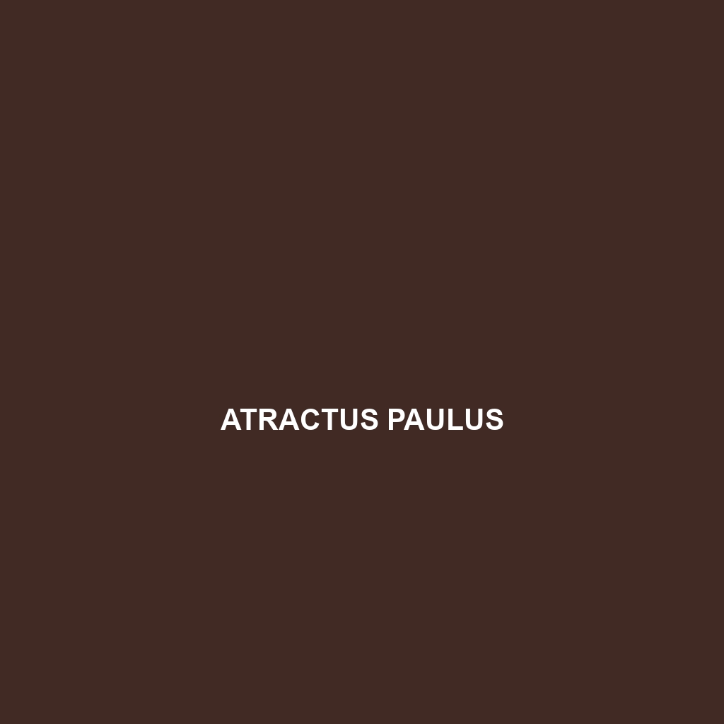 Atractus paulus