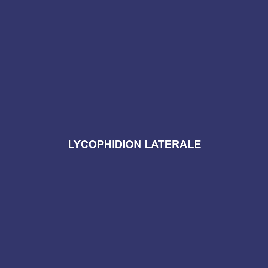 Lycophidion laterale