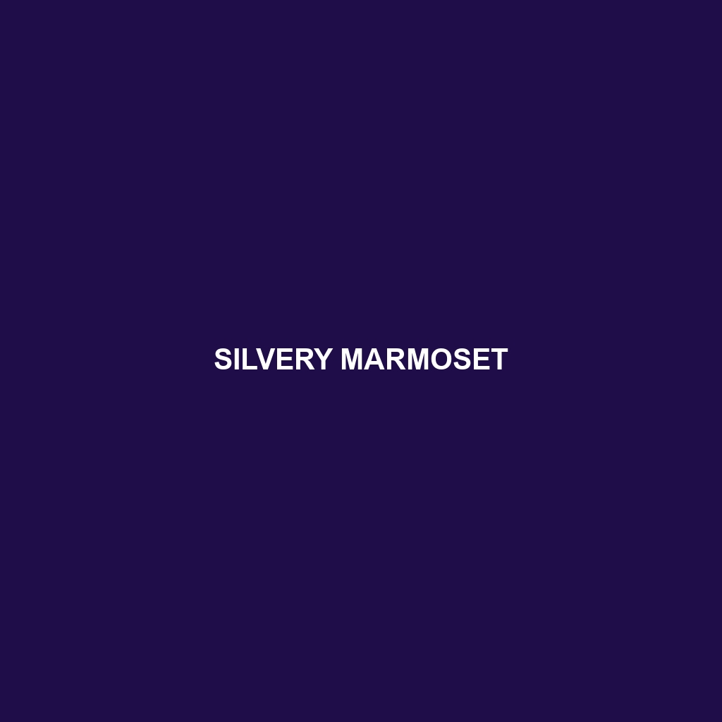 Silvery Marmoset