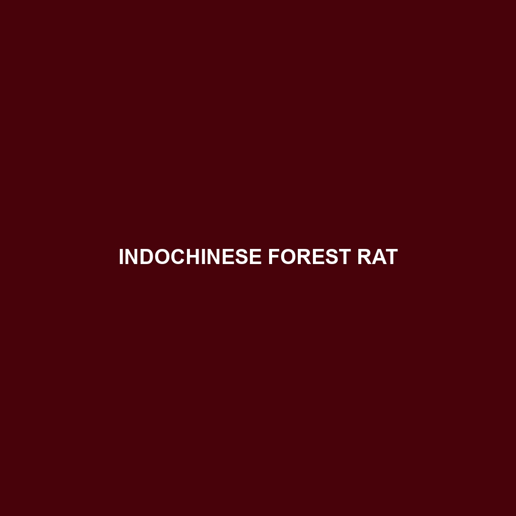 Indochinese Forest Rat