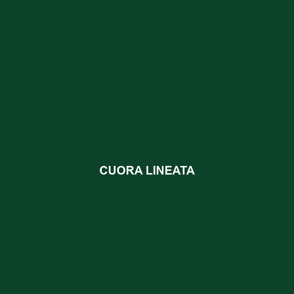 Cuora lineata