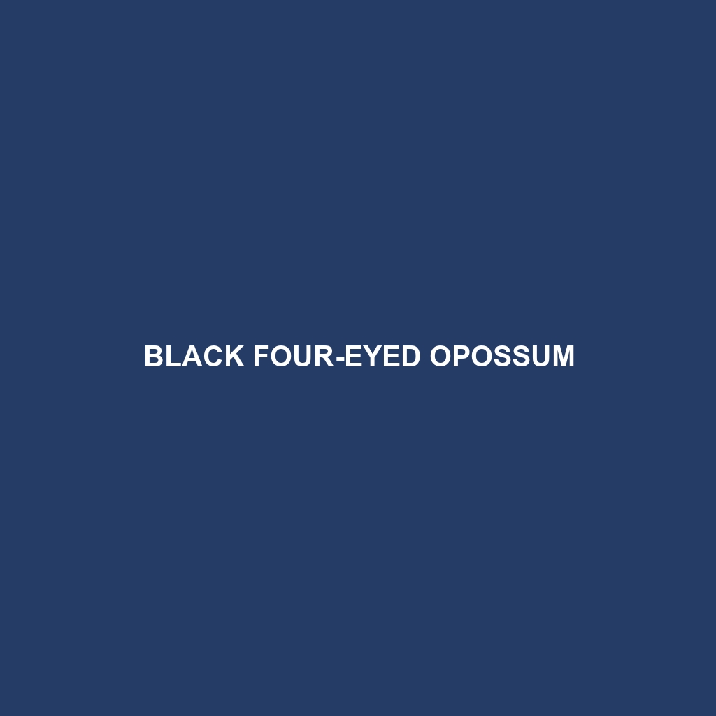 Black Four-eyed Opossum