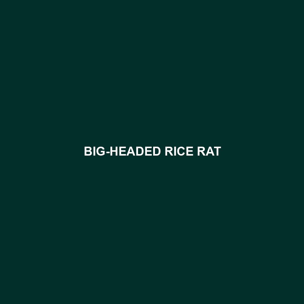 Big-headed Rice Rat