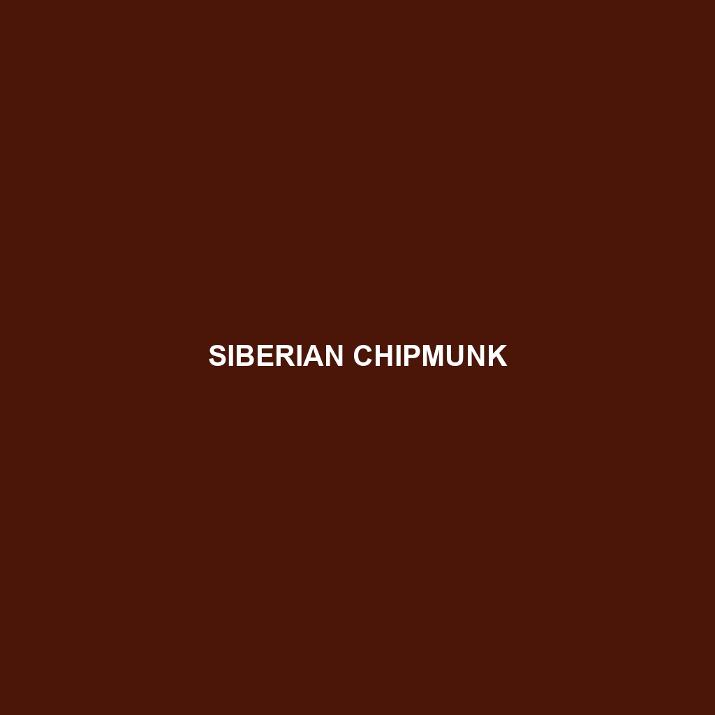 Siberian Chipmunk