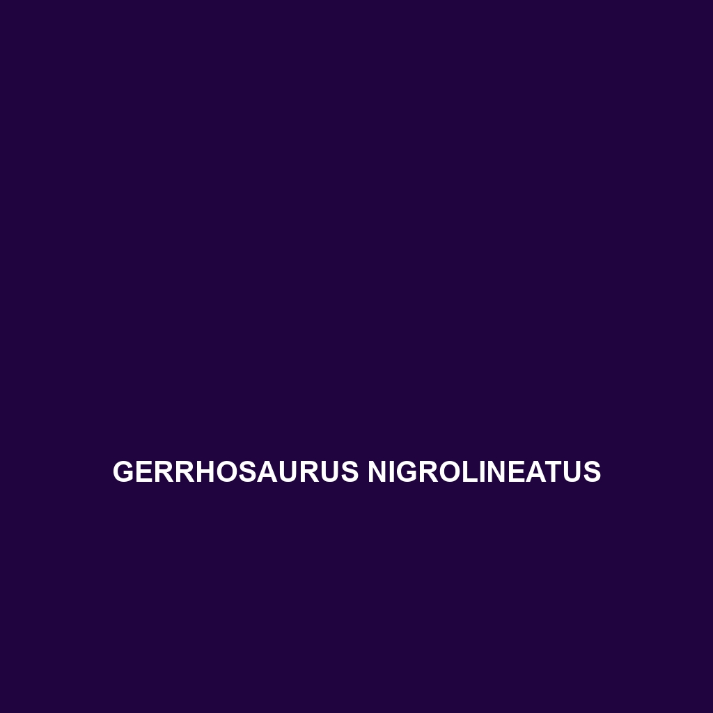 Gerrhosaurus multilineatus