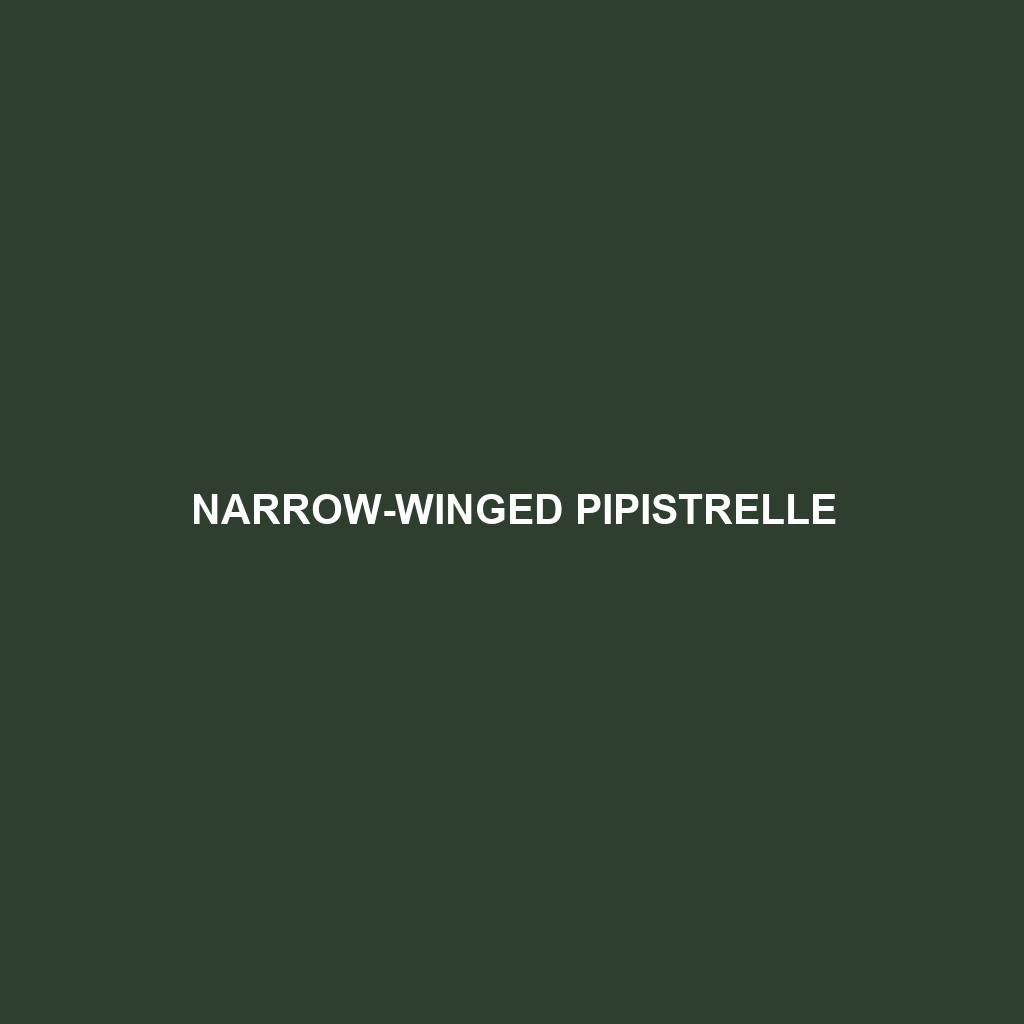 Narrow-winged Pipistrelle