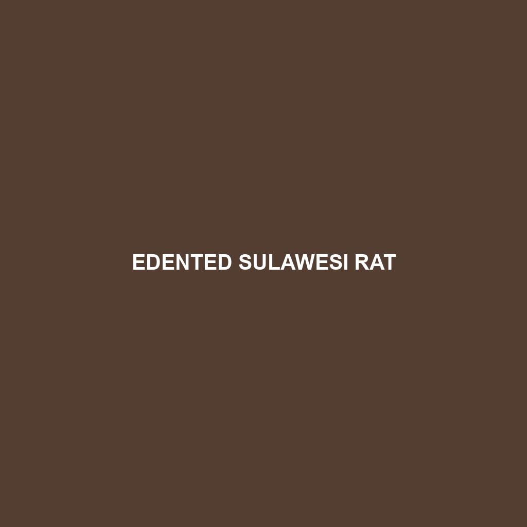 Edented Sulawesi Rat