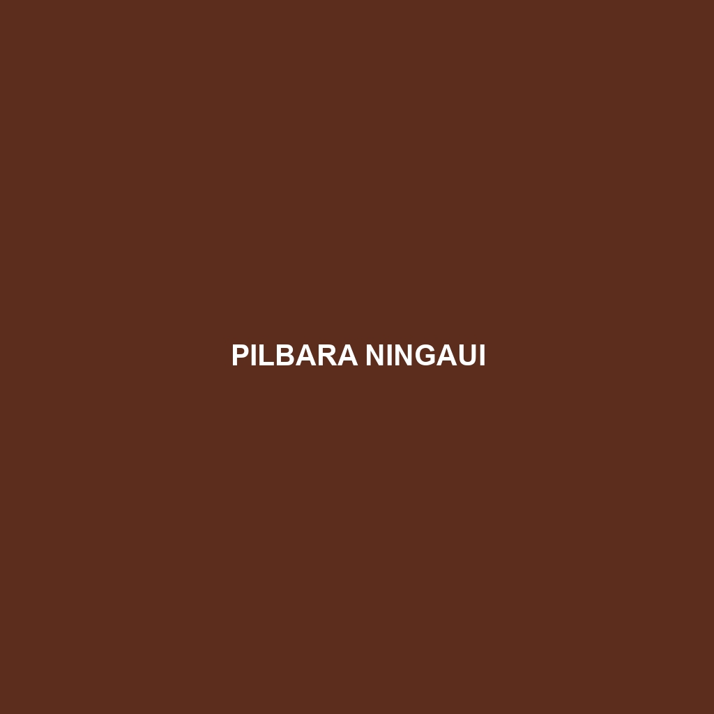 Pilbara Ningaui