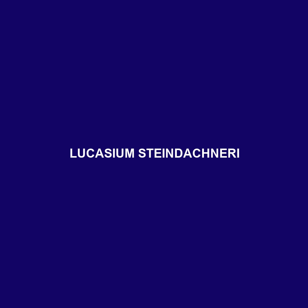 Lucasium steindachneri