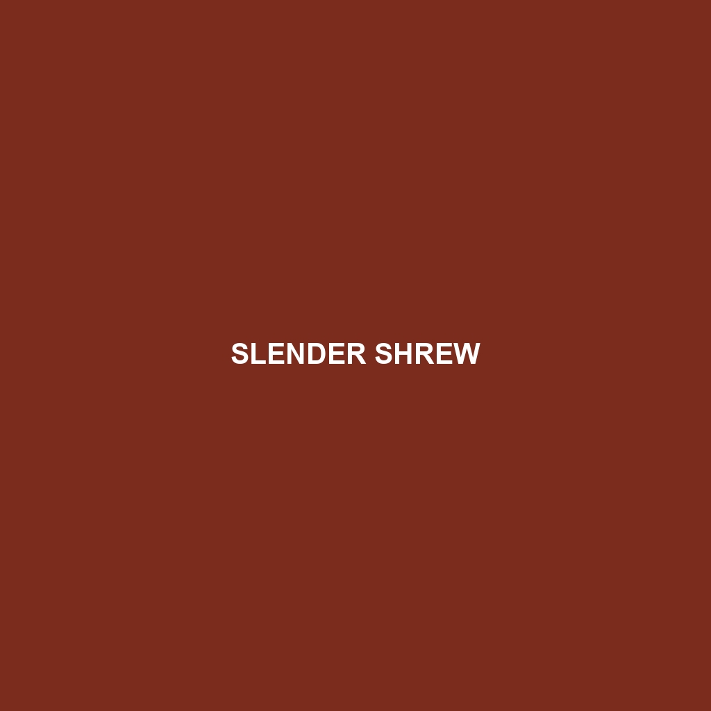 Slender Shrew