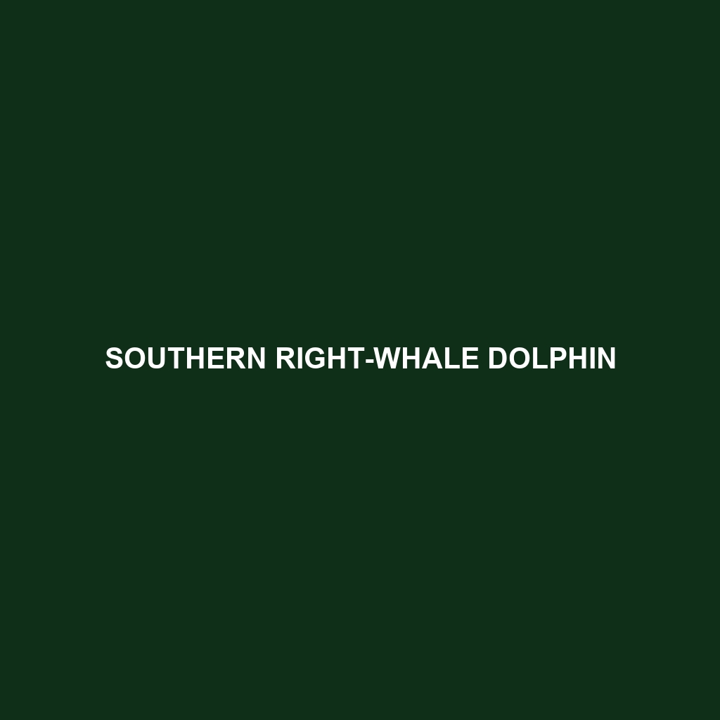 Southern Right-whale Dolphin