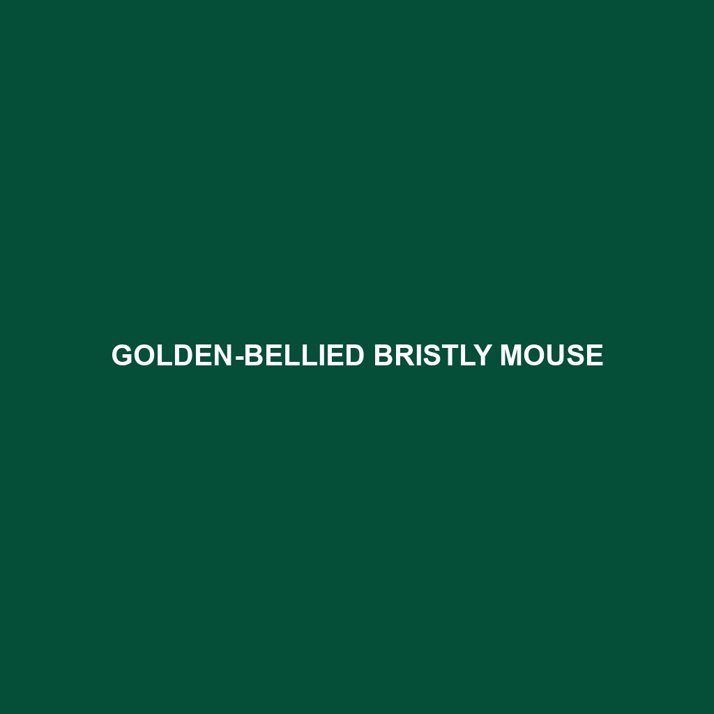 Golden-bellied Bristly Mouse