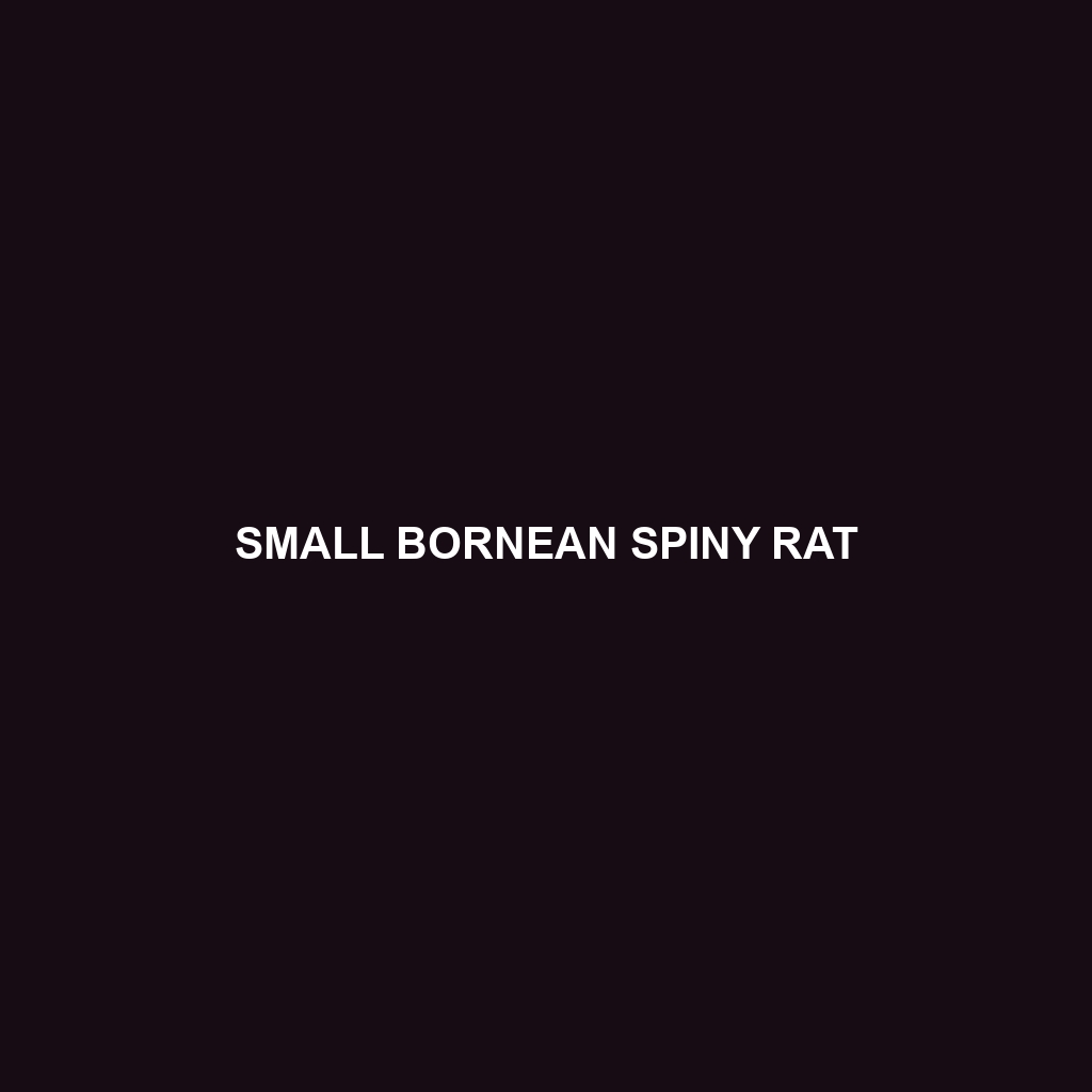 Small Bornean Spiny Rat