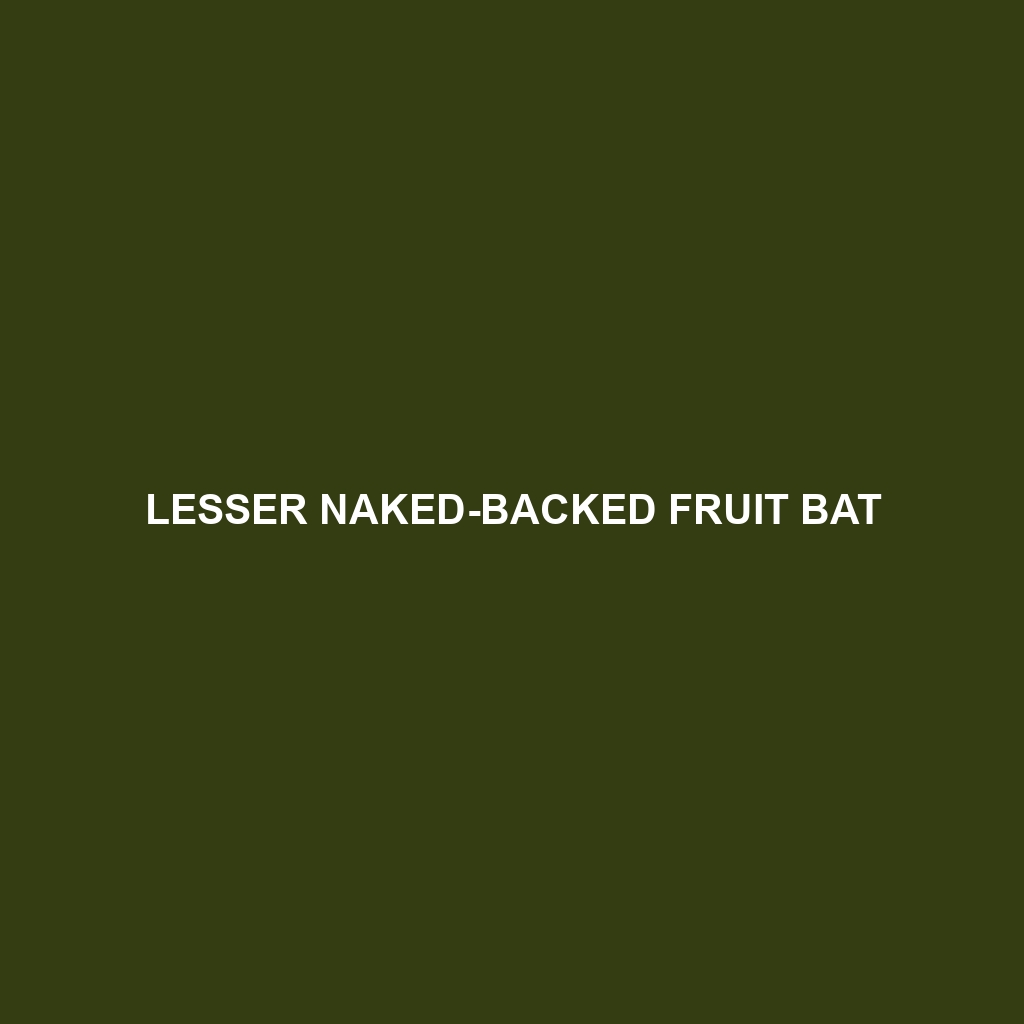 Lesser Naked-backed Fruit Bat