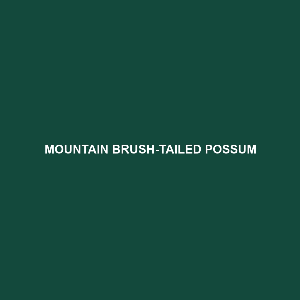 Mountain Brush-tailed Possum