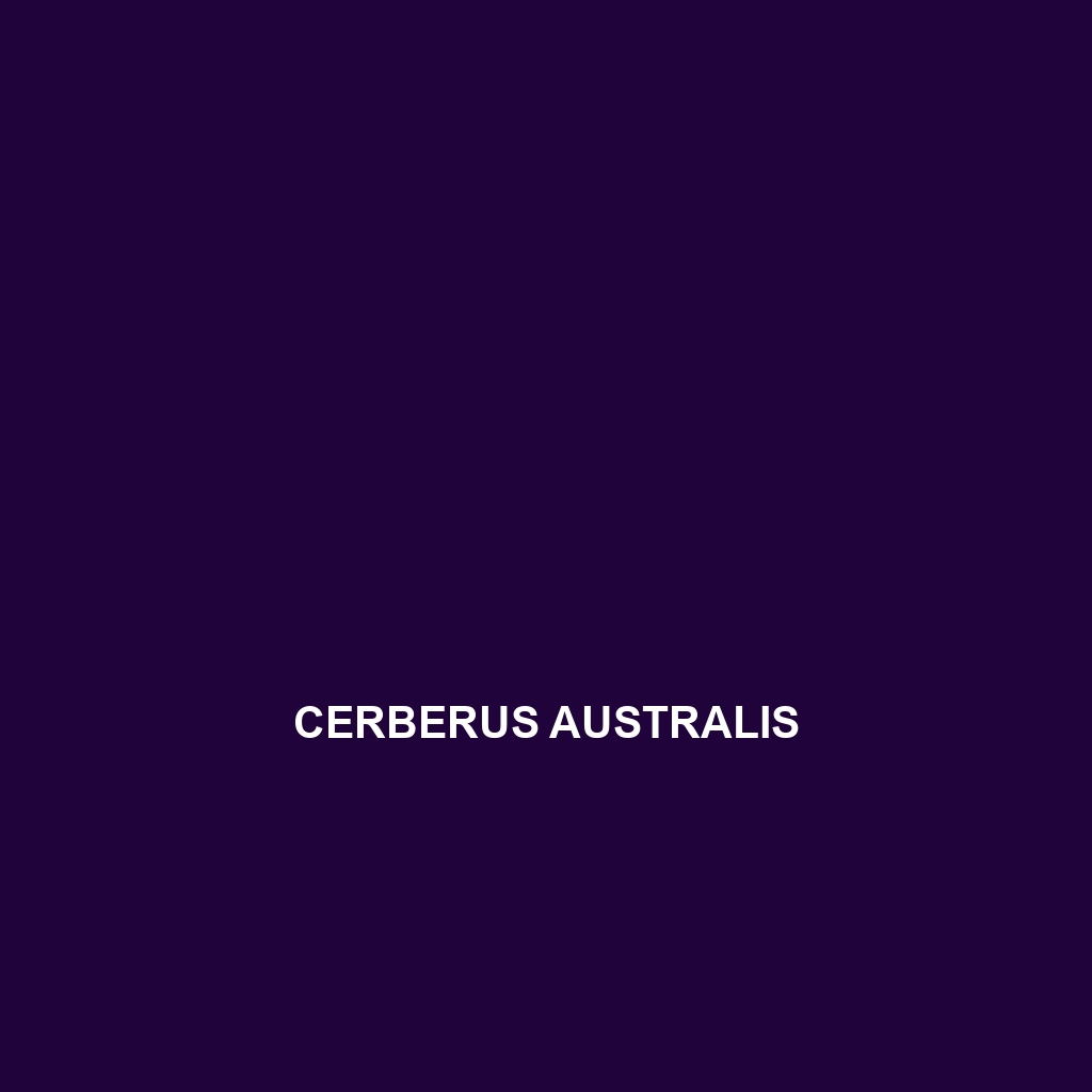 Cerberus australis