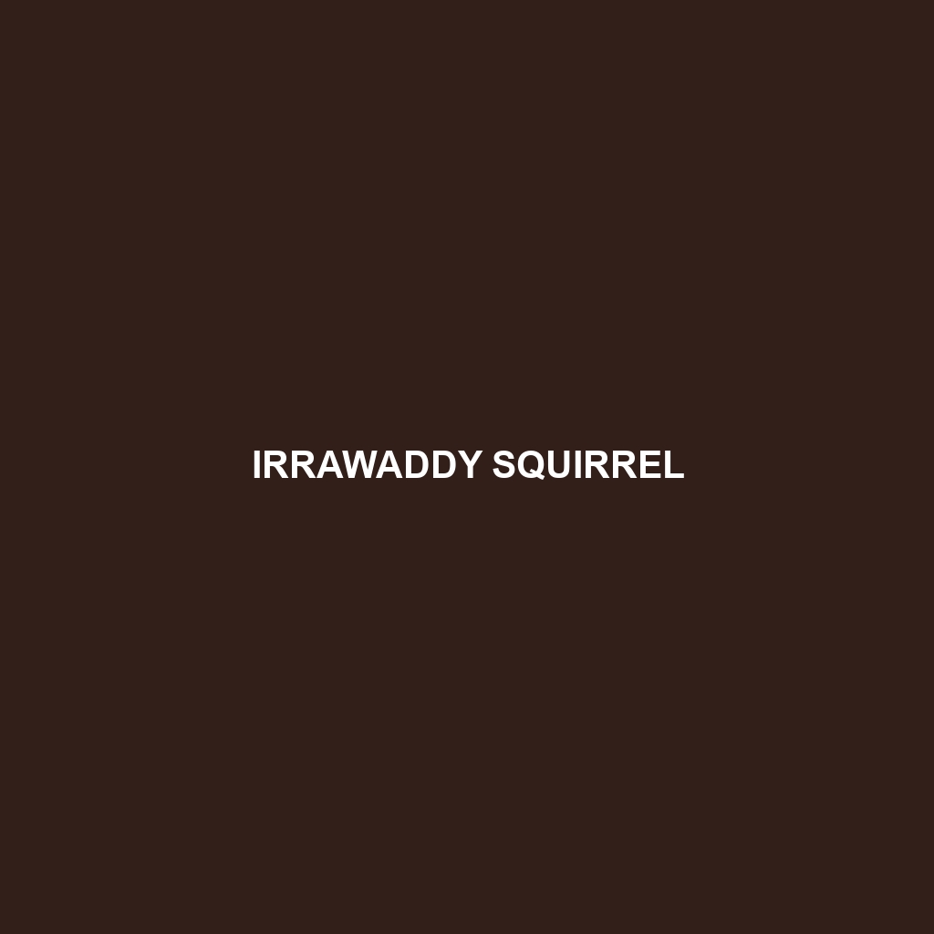 Irrawaddy Squirrel