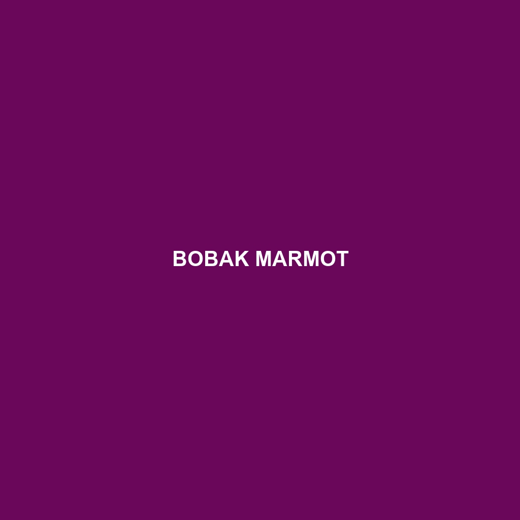 Bobak Marmot