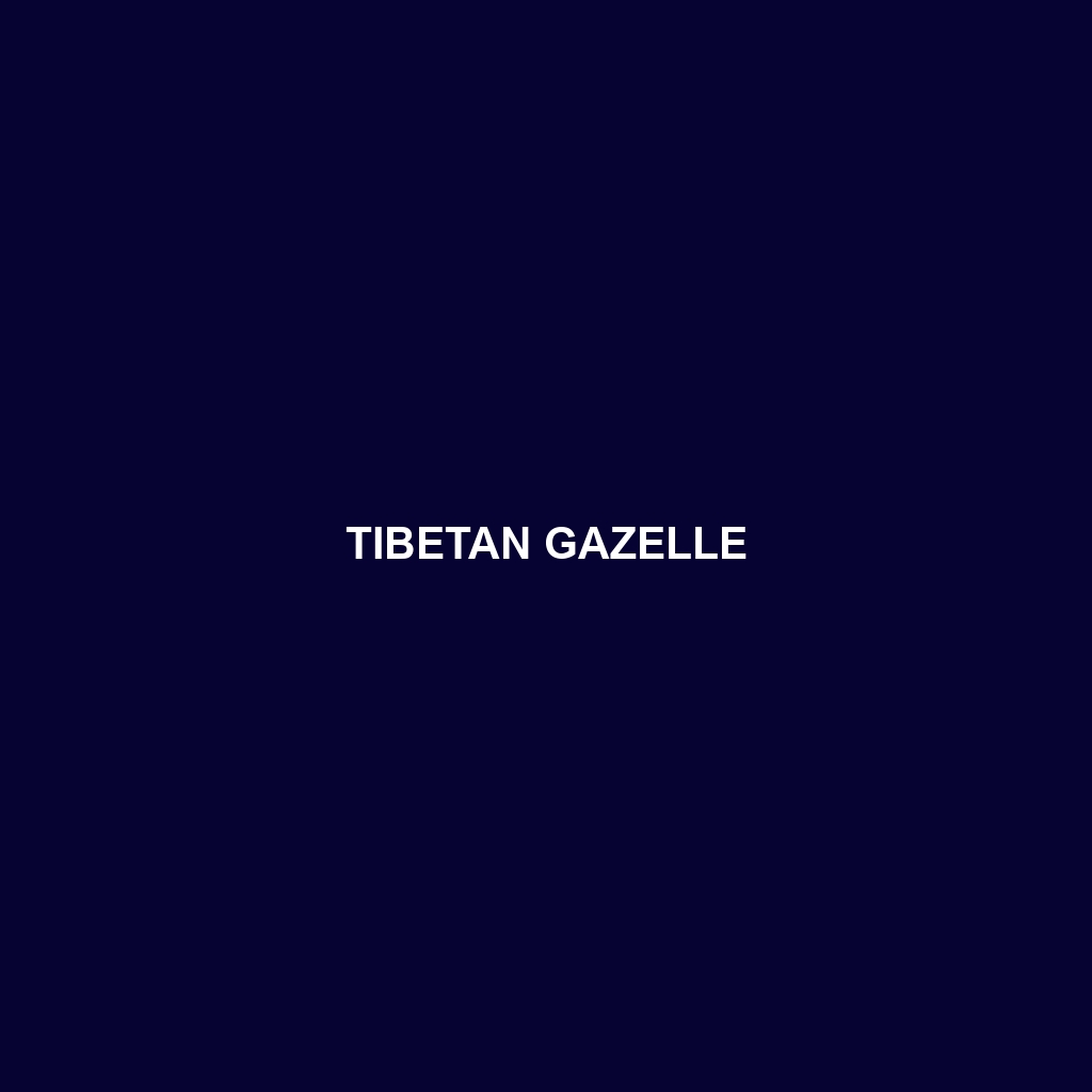 Tibetan Gazelle