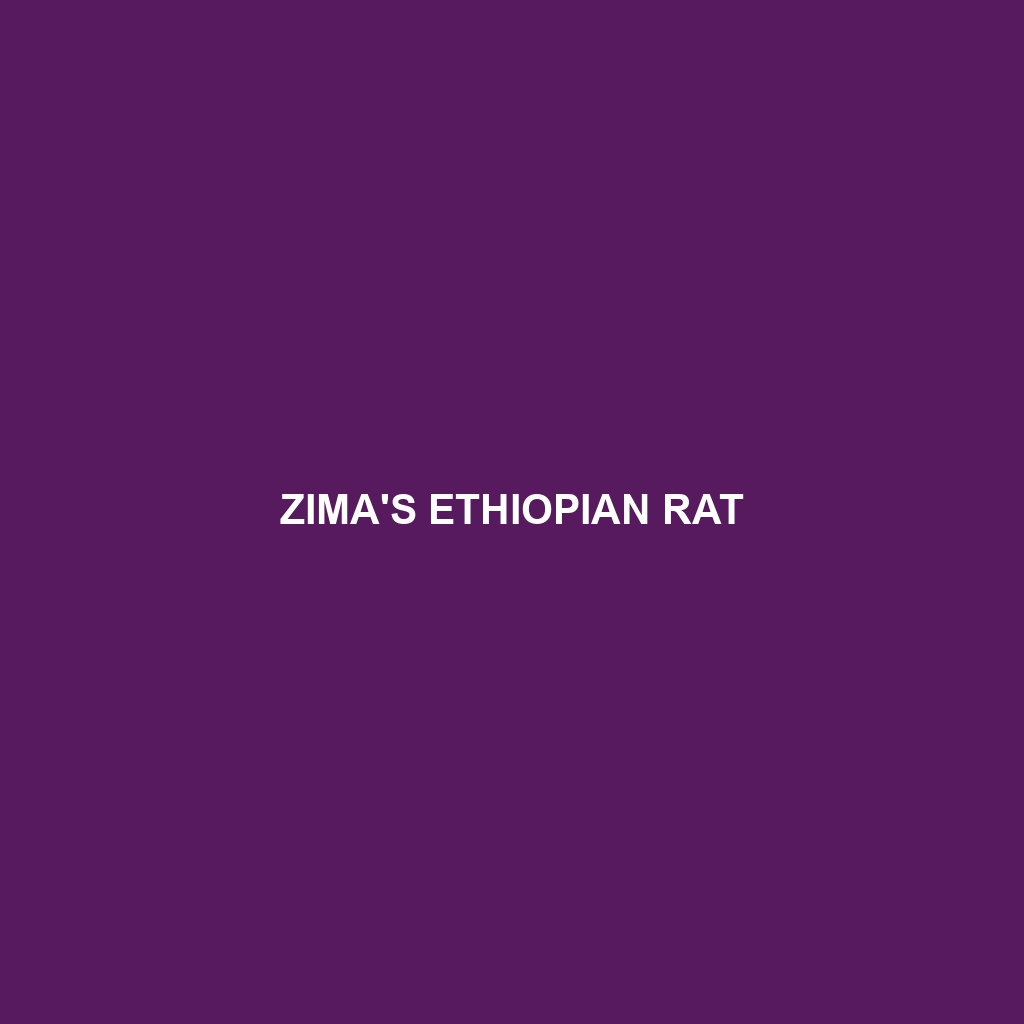 Zima's Ethiopian Rat