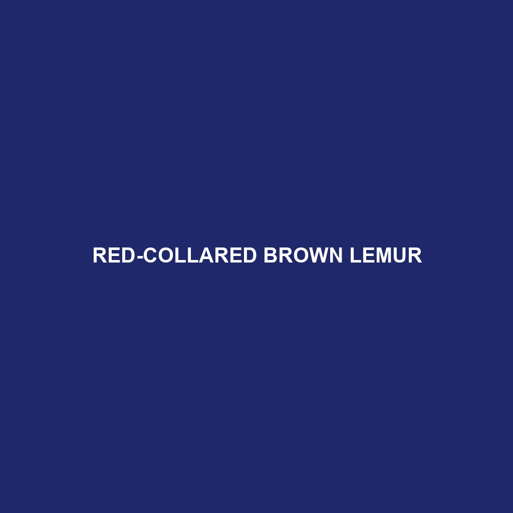 Red-collared Brown Lemur