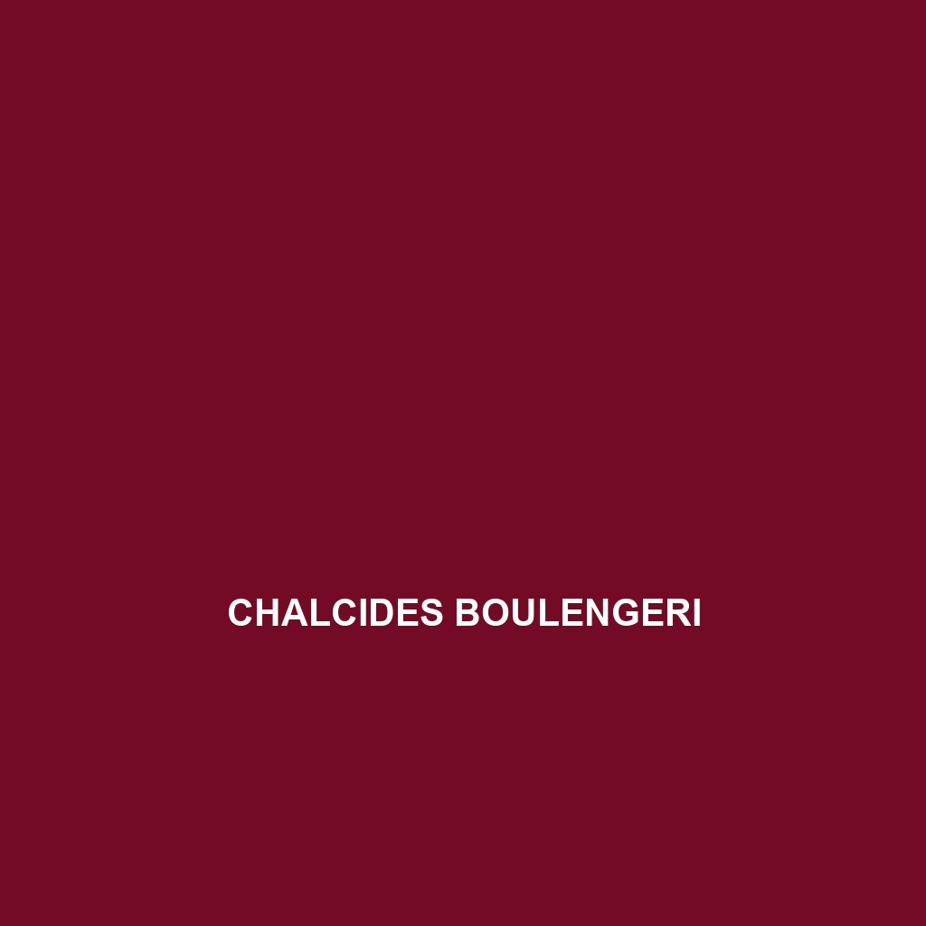 Chalcides boulengeri