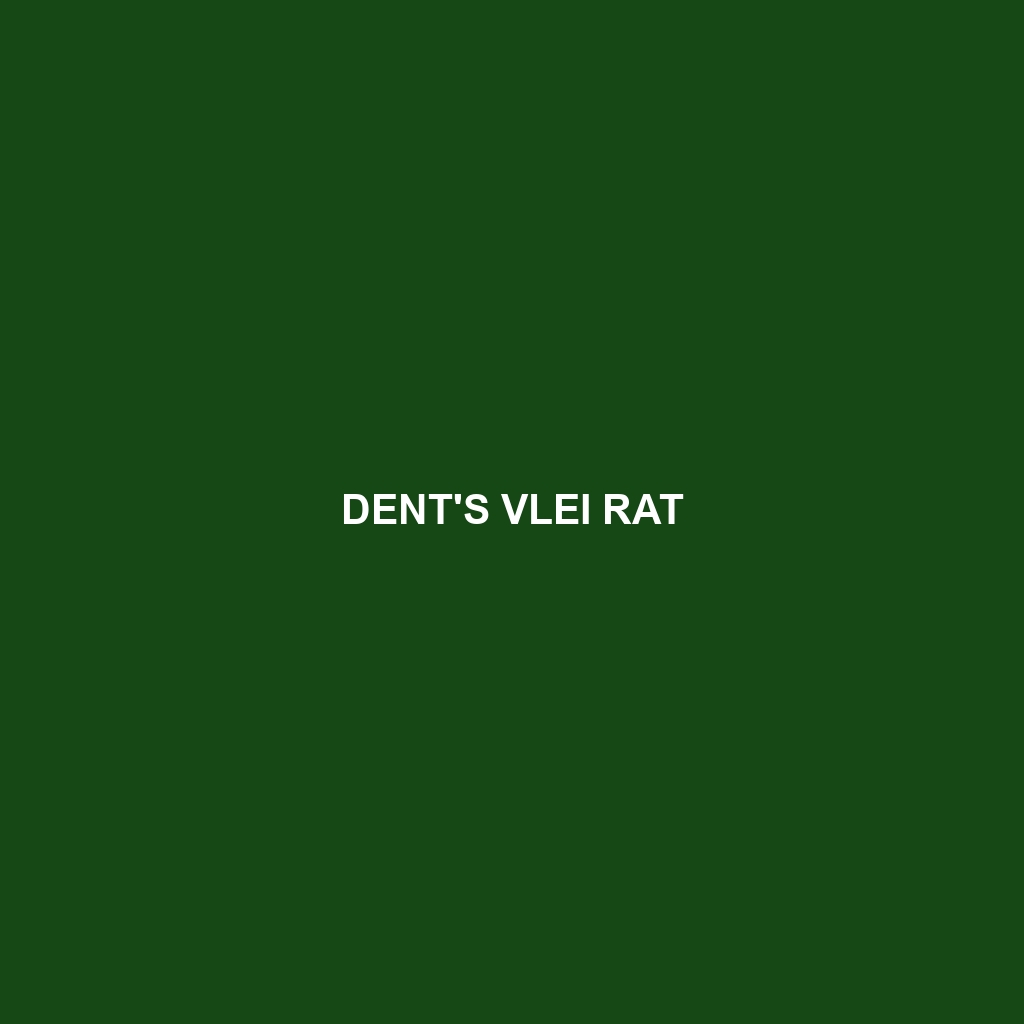 Dent's Vlei Rat