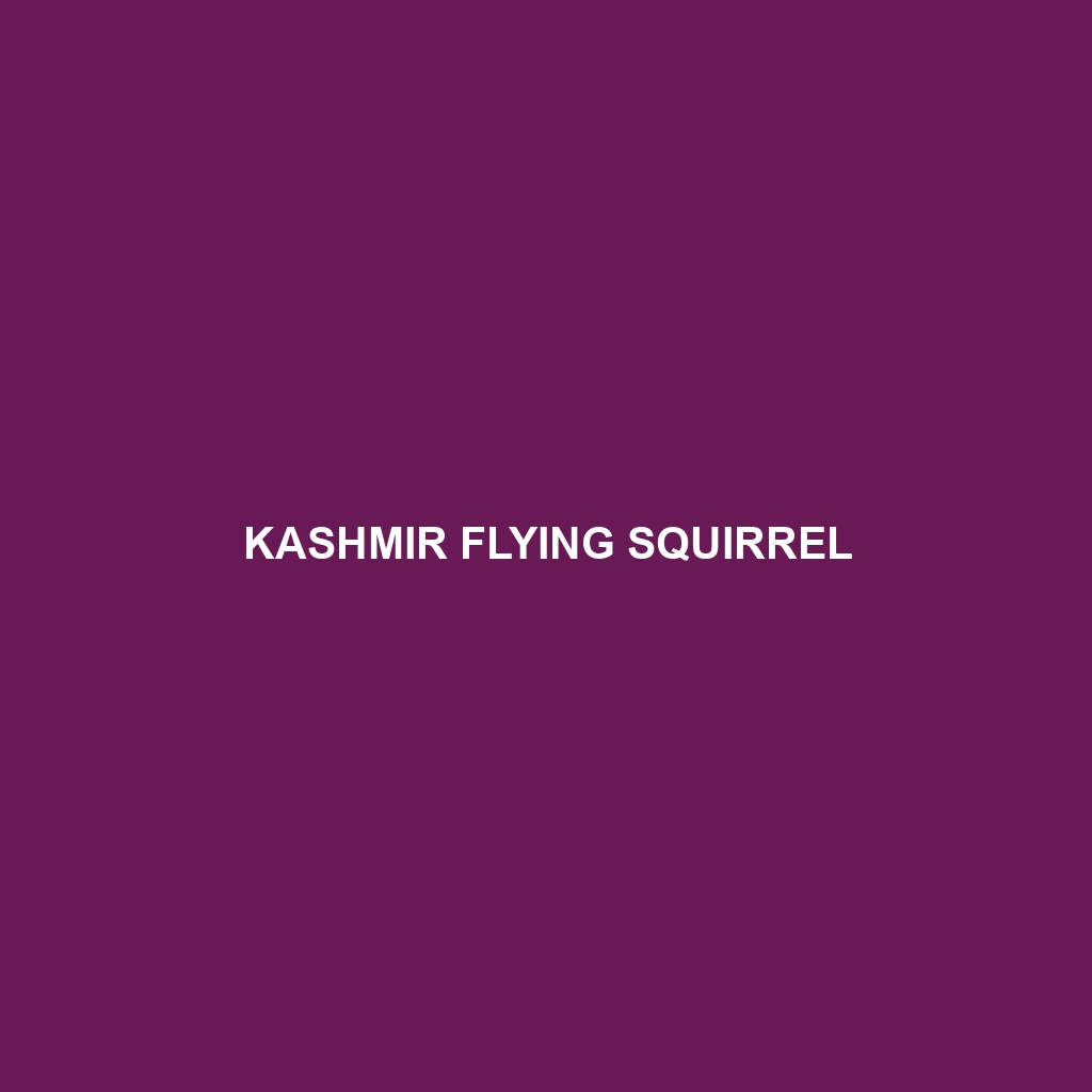 Kashmir Flying Squirrel