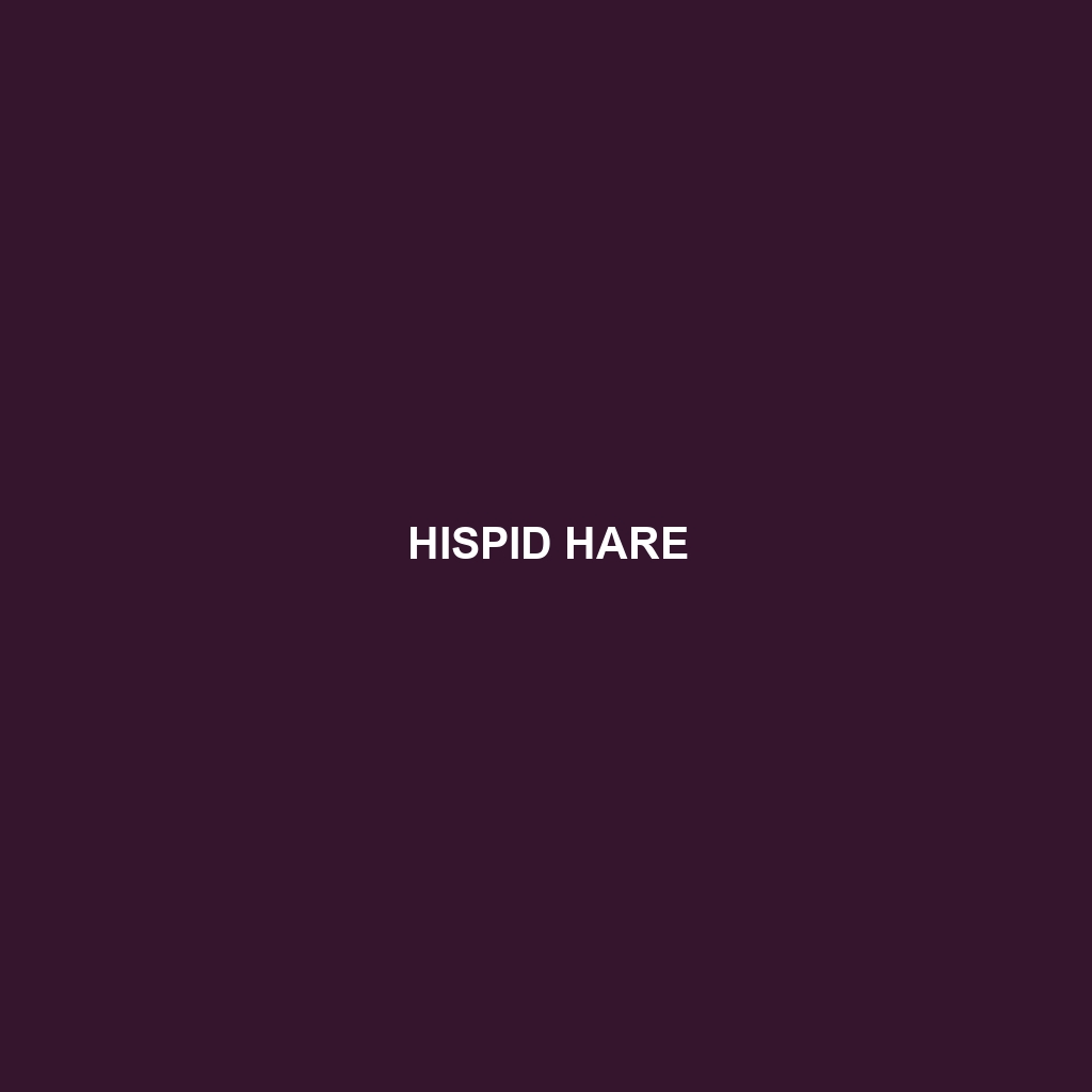 Hispid Hare