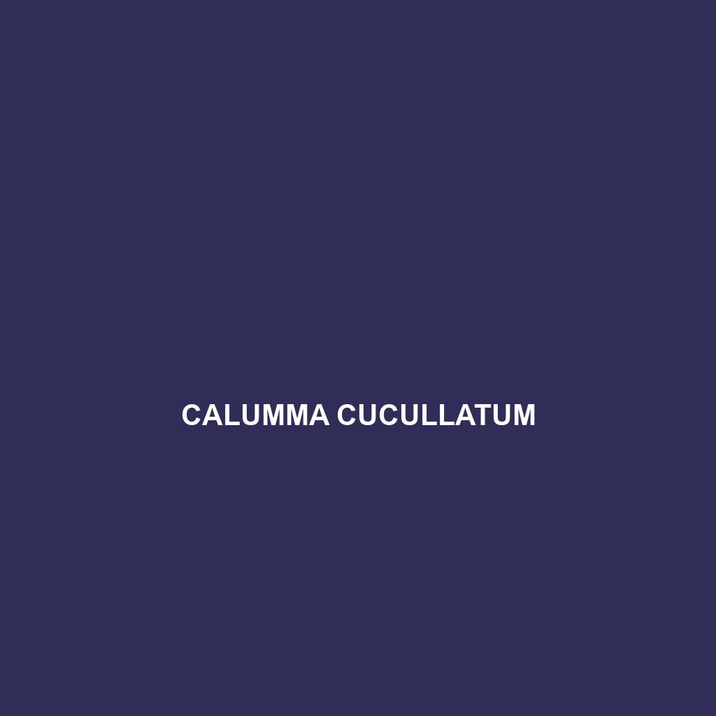 Calumma crypticum