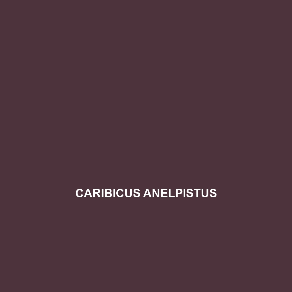 Caribicus anelpistus